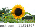 向日葵 11834897