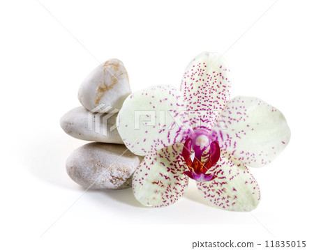 orchid and zen Stones on a white background 11835015