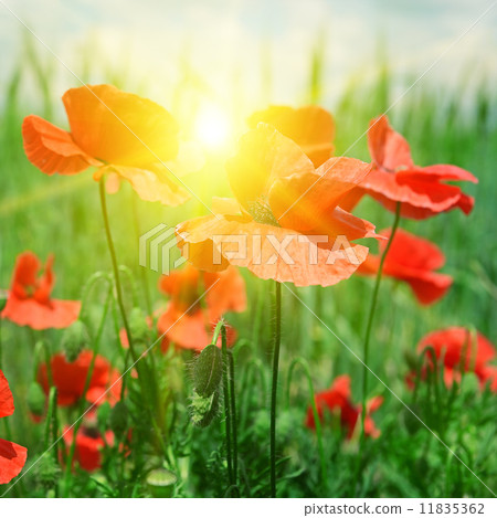 poppies field in rays sun 11835362
