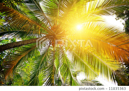 sunlight through the leaves of palm trees 11835363