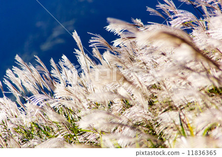 Autumn wind 11836365