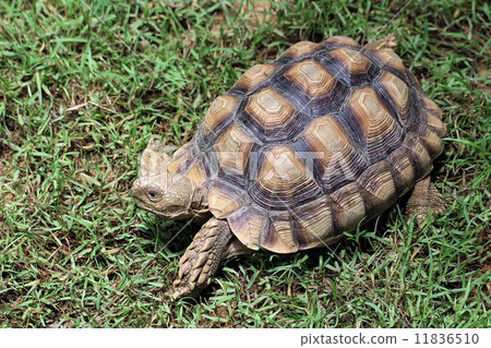 turtle turtle 11836510