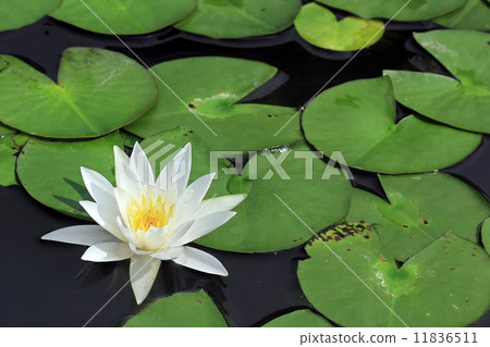 lotus flower lotus flower 11836511
