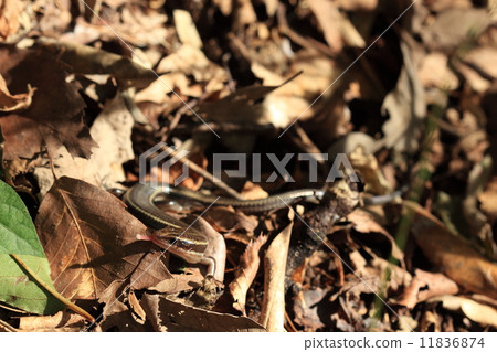 Creatures Reptiles Higashi Niboshonkei, a fine adult. Will they feed? I am putting out my tongue. 11836874