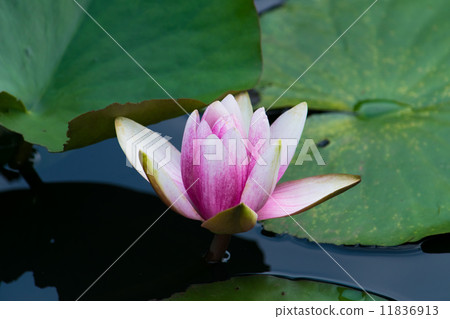 睡蓮 睡蓮 11836913