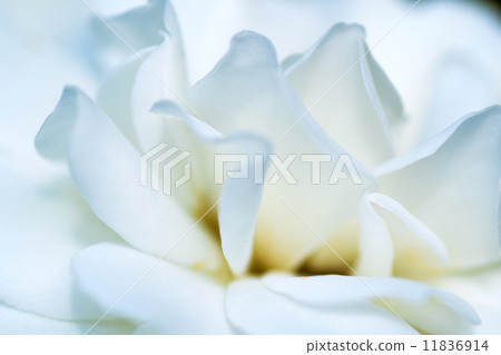 白玫瑰特寫鏡頭，美妙 11836914