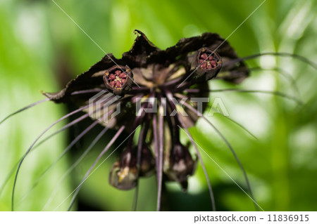 黑筍，黑蝙蝠花，Yamanoyidae 11836915