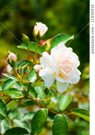 白玫瑰，拉精神 11836916