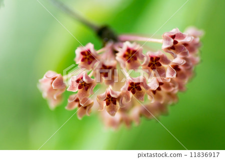 Joya·Fisheriana，Pyrexiae家族 11836917