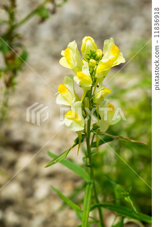 Hoso Bounran, Todd Flux, Fagaceae Family, Europe, North Asia 11836918