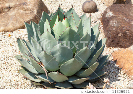 Agave, Kichijoten, Kuroshitsuidae, Mexico 11836931