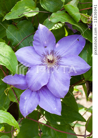 Light purple clematis Light purple clematis 11836941