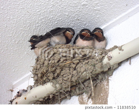 等待父母的逗人喜愛的小的燕子小雞 等待父母的逗人喜愛的小的燕子小雞 11838510