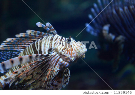 Lion Fish 11839146