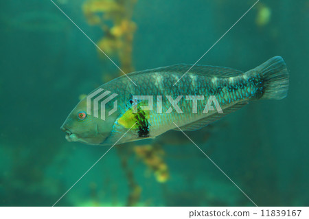 tropical fish 11839167
