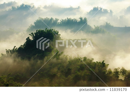morning mist with bamboo and hill morning mist with bamboo and hill 11839170