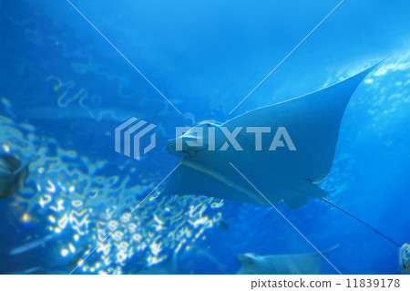 beautiful stingray 11839178