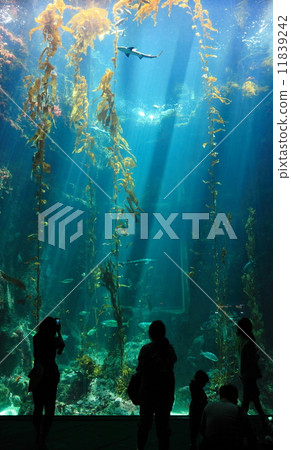 beautiful ocean view and silhouette of tourists beautiful ocean view and silhouette of tourists 11839242
