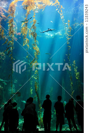 ocean and fish with silhouette of tourists 11839243