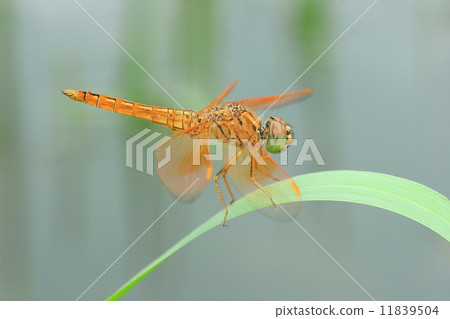 golden dragonfly close up golden dragonfly close up 11839504