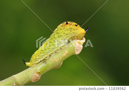 cute green caterpillar 11839562