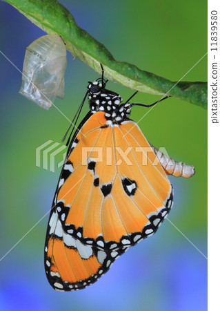 amazing moment about butterfly change amazing moment about butterfly change 11839580