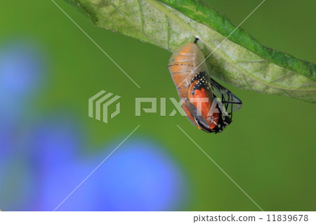 amazing moment about a butterfly amazing moment about a butterfly 11839678