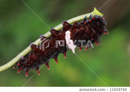 cute black caterpillar cute black caterpillar 11839788