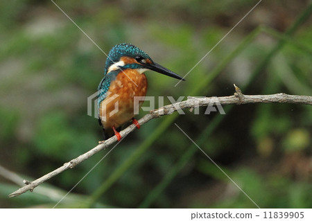 Kingfisher Kingfisher 11839905