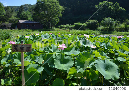 Ancient lotus of well well ass ruins Ancient lotus of well well ass ruins 11840008