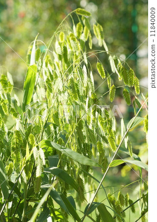 Wild oats: Shirometsu grass Wild oats: Shirometsu grass 11840009