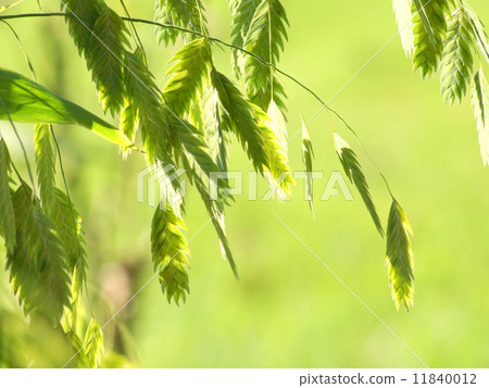 Wild oats: Shirometsu grass 11840012