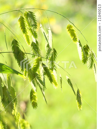 野燕麥：Shirometsu草 11840013