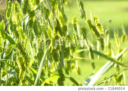 Wild oats: Shirometsu grass 11840014