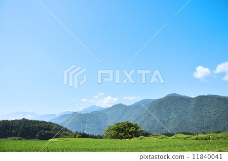 夏天米視圖 11840041