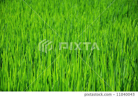 Summer rice field 11840043