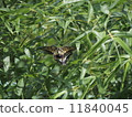 Swallowtail butterfly  11840045