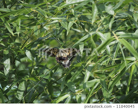 Swallowtail butterfly Swallowtail butterfly 11840045