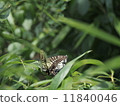 Swallowtail butterfly  11840046