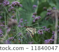 Swallowtail butterfly  11840047