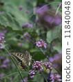 Swallowtail butterfly  11840048