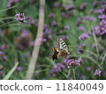 Swallowtail butterfly  11840049