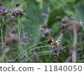 Swallowtail butterfly  11840050