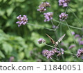 Swallowtail butterfly  11840051