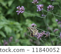 Swallowtail butterfly  11840052