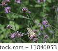 Swallowtail butterfly  11840053