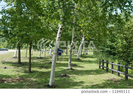 In Shirakaba Tree Road highway wheelchair parking area In Shirakaba Tree Road highway wheelchair parking area 11840111