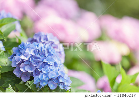 hydrangea flower 11840217
