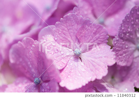 hydrangea flower 11840312