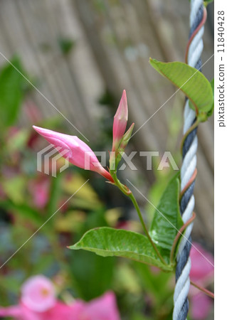 Manddevil's bud 11840428